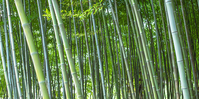 De Chinese bamboe-industrie begint een nieuwe reis